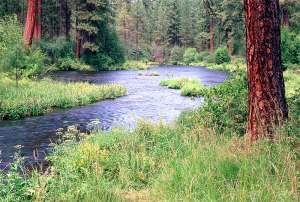 metolius_river_pine_lg