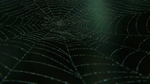 SpiderWebFinnished03