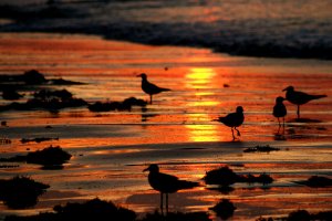 sunrise_over_the_beach_by_worthy_of_praise-d4c4xpp