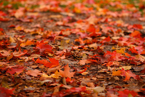 leaves-ground