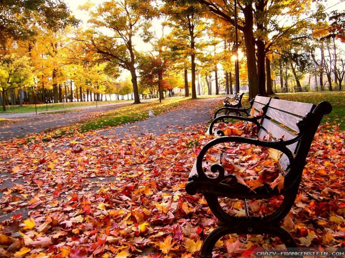 635770247153771019-1730449995_fall-leaves-in-park-wallpapers-1024x768